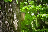 <p>
	 Gnezdilnice v parku Tivoli.<br>

	<br>
	 foto: Artinfoto<br>
</p>