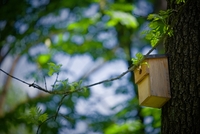 <p>
	 V letu 2019 smo dodali nove gnezdilnice v park Tivoli.<br>

	<br>
	 foto: Artinfoto
</p>