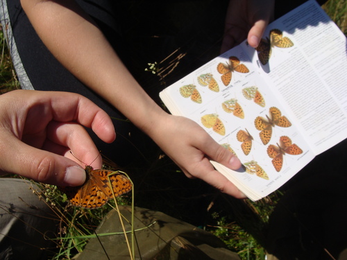 <p>
	 Določanje metuljev s pomočjo določevalnih ključev; Foto: Ana Pšeničnik
</p>