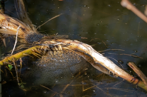 <p>
	 Mrest rjavih žab in krastač
</p>
<p>
	 Foto: Luka Šparl
</p>