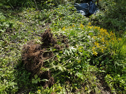 <p>
	Odstranjen cvetoč rastlinski material na mokrotnem območju naravnega rezervata Mali Rožnik.<br>
	<br>
	foto: Služba Krajinski park Tivoli, Rožnik in Šišenski hrib<br>
</p>