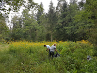 <p>
	Cvetoče rastline deljenolistne rudbekije na območju naravnega rezervata Mali Rožnik.<br>
	<br>
	foto: Služba Krajinski park Tivoli, Rožnik in Šišenski hrib<br>
</p>