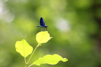 <p>
	 Modri bleščavec (<em>Calopteryx virgo</em>), samec, NR Mali Rožnik; foto: Luka Šparl (Arhiv KP TRŠh)
</p>