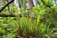 <p>
	 Rebrenjača (<em>Blechnum spicant</em>); foto: Luka Šparl (arhiv KP TRŠh)
</p>