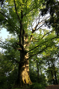 <p>
	Bukev - Šišenski hrib - naravna vrednota; foto: Luka Šparl (arhiv KP TRŠh)
</p>