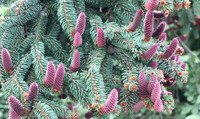 <p>
	 Navadna smreka (<em>Picea abies</em>) foto: Luka Šparl (arhiv KP TRŠh)
</p>