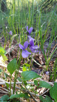 <p>
	 Barjanska vijolica (<em>Viola uliginosa</em>); foto: Luka Šparl (arhiv KP TRŠh)
</p>