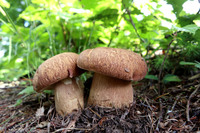 <p>
	 Poletni goban (<i>Boletus reticulatus</i>); foto: Luka Šparl (arhiv KP TRŠh)
</p>