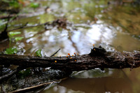 <p>

	<a>
	
	<!--[if !vml]-->

	</a>
</p>
<p>
	 Oranžna potočka (Vibrissea truncorum); foto: Luka Šparl (arhiv KP TRŠh)
</p>