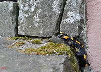 <p>
	 Navadni močerad (<em>Salamandra salamandra</em>).<br>

	<br>
	 foto: Luka Šparl<br>
</p>