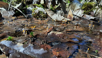 <p>
	 Na neonesnaženih barjanskih tleh uspevajo močvirske kapice (<em>Mitrula paludosa</em>).<br>

	<br>
	 foto: Luka Šparl<br>
</p>