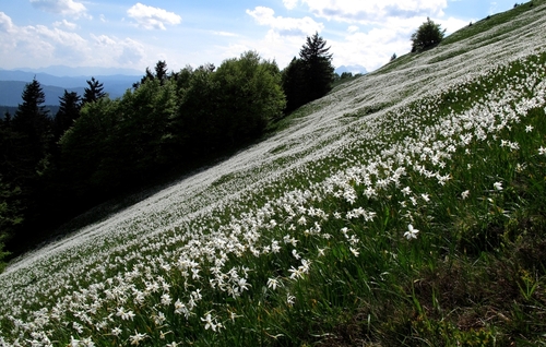 <p>
	 Narcise na Golici. Domačini jim rečejo ključavnice; Foto: Luka Šparl (Arhiv KP TRŠh)
</p>