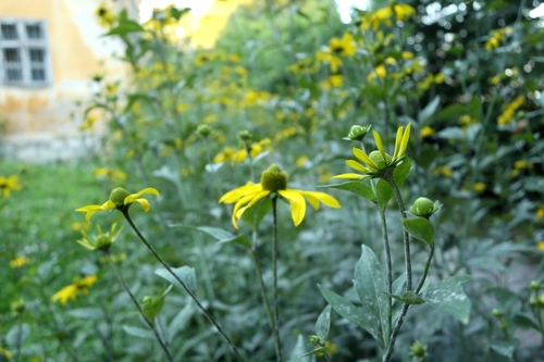 <p>
	 Deljenolistna rudbekija; Foto: Luka Šparl (Arhiv TRŠh)
</p>