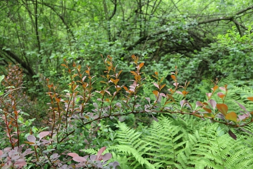 <p>
	 Thunbergov češmin; Foto: Luka Šparl (Arhiv TRŠh)
</p>