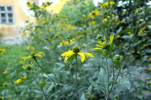 <p>
	 Cvetoča deljenolistna rudbekija; Foto: Luka Šparl
</p>