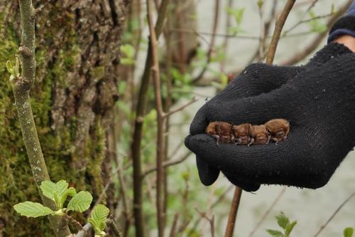 <p>
	 Štiri samičke vrste drobni netopir (<em>Pipistrellus pygmaeus</em>);
</p>
<p>
	 Foto: Luka Šparl (Arhiv KP TRŠh)
</p>