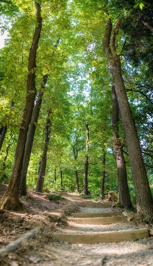 <p>
	 Obnovljena in urejena pešpot na Rožnik;
</p>
<p>
	 Foto: Artinfoto.si
</p>