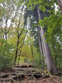 <p>
	 Obnovljena in urejena pešpot na Rožnik;<br>
</p>
<p>
	 Foto: Andrej Verlič, KP TRŠh
</p>
<p>

	<br>

	<br>
</p>