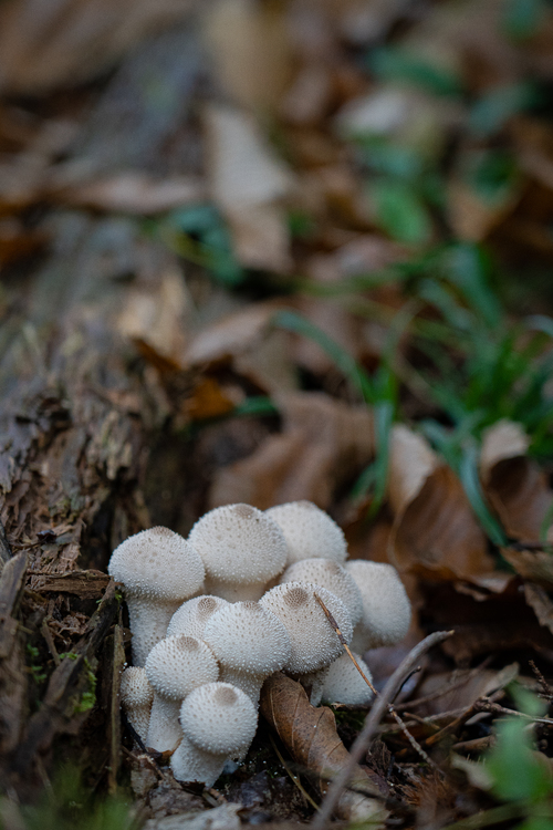 <p>
	 Šop betičastih prašnic (<em>Lycoperdon perlatum</em>).<br>

	<br>
	 foto: Luka Šparl<br>
</p>