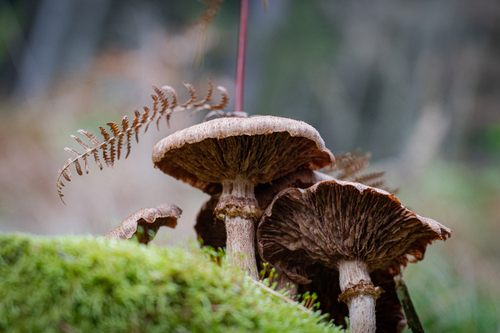 <p>
	 Jesensko tihožitje.<br>

	<br>
	 Na fotografiji je šop gliv vrste črnomekinasta mraznica / štorovka (<em>Armillaria ostoyae</em>).<br>

	<br>
	 foto: Luka Šparl
</p>