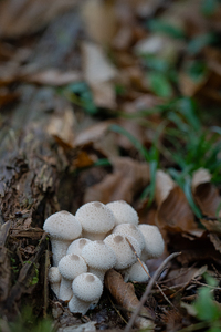 <p>
	 Šop betičastih prašnic (<em>Lycoperdon perlatum</em>).<br>

	<br>
	 foto: Luka Šparl<br>
</p>