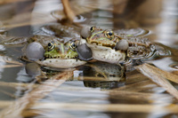 <p>
	 Zelena žaba; Foto: Dušan Šipek
</p>