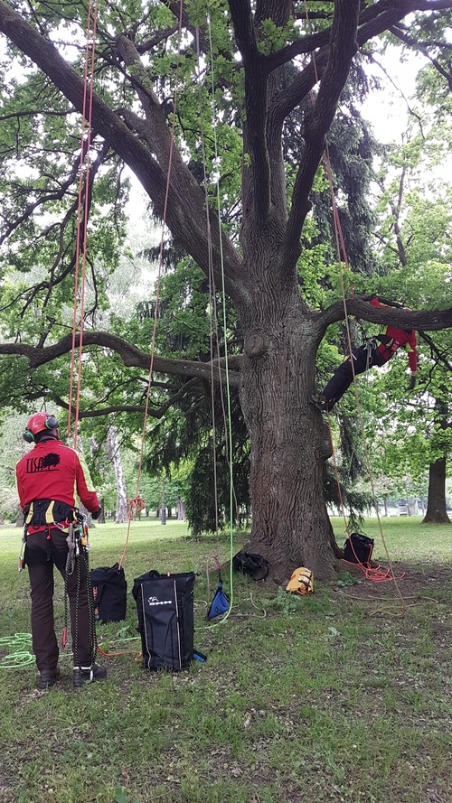 <p>
	 Izobraževanje iz arborističnih vrvnih tehnik; Foto: Arhiv Tisa d.o.o
</p>