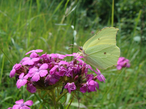 <p>
	 Citronček (<em>Gonepteryx rhamni</em>); Foto: Ana Pšeničnik
</p>