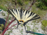 <p>
	 Jadralec (<em>Iphiclides podalirius</em>); Foto: Ana Pšeničnik
</p>