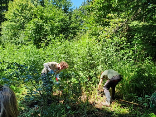 <p>
	 Odstranjevanje deljenolistne rudbekije v letu 2020, Foto: Mateja Nose Marolt
</p>