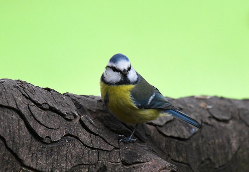 <p>
	Plavček; Foto: Bojan Bratož
</p>