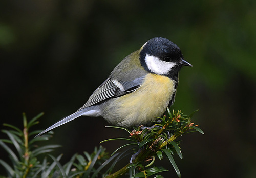 <p>
	Velika sinica; Foto: Bojan Bratož
</p>