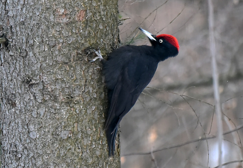 <p>
	Črna žolna; Foto: Bojan Bratož
</p>