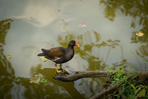 <p>
	Zelenonoga tukalica; Foto: Luka Šparl
</p>