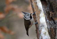 <p>
	Čipasta sinica; Foto: Bojan Bratož
</p>