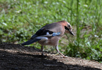 <p>
	Šoja; Foto: Bojan Bratož
</p>