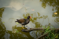 <p>
	Zelenonoga tukalica; Foto: Luka Šparl
</p>