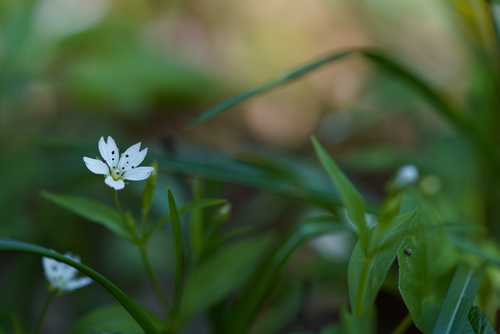 <p>
	 Evropska gomoljčica (Pseudostellaria europaea)
</p>
<p>
	 Foto: Luka Šparl
</p>