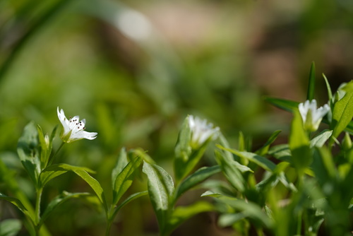 <p>
	 Evropska gomoljčica (Pseudostellaria europaea)
</p>
<p>
	 Foto: Luka Šparl
</p>