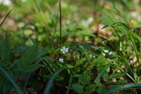 <p>
	 Evropska gomoljčica (Pseudostellaria europaea)
</p>
<p>
	 Foto: Luka Šparl
</p>