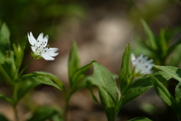 <p>
	 Evropska gomoljčica (Pseudostellaria europaea)
</p>
<p>
	 Foto: Luka Šparl
</p>