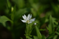 <p>
	 Evropska gomoljčica (Pseudostellaria europaea)
</p>
<p>
	 Foto: Luka Šparl
</p>