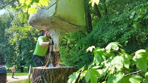 <p>
	V delno zakopanih deblih, v katerih se nahaja lesni mulj, se namreč ličinke hrošča razvijejo v odrasle živali.<br>
	Foto: Saša Vochl
</p>