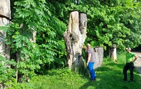 <p>
	Stanje debel in populacije hrošča redno spremljamo skupaj s strokovnjaki Nacionalnega inštituta za biologijo.<br>
	Foto: Saša Vochl
</p>