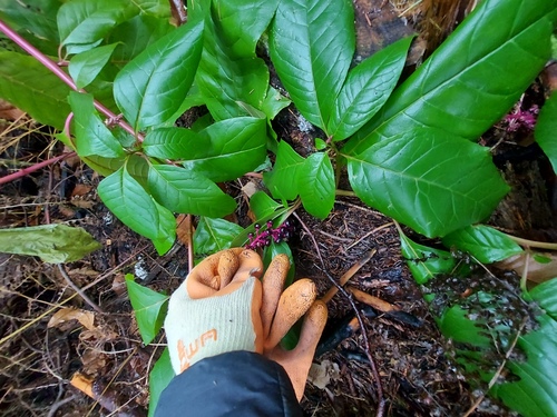 <p>
	 Rastlina se najpogosteje širi s semeni. Temno modri do vijoličasti plodovi vsebujejo številna semena, ki so kaljiva več deset let.
</p>
<p>
	 Foto: Mateja Nose Marolt
</p>