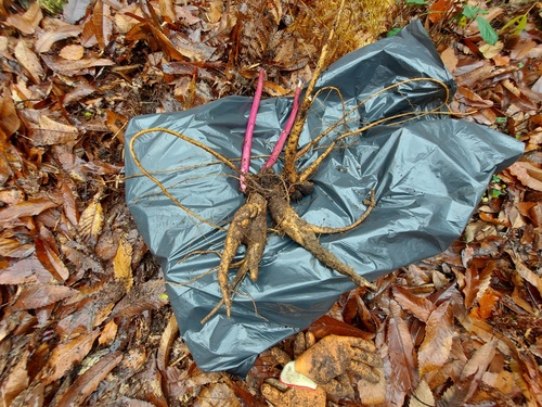 <p>
	 Rastlina se razmnožuje tudi vegetativno, zato je treba odstraniti čim večji del koreninskega sistema.
</p>
<p>
	 Foto: Mateja Nose Marolt
</p>