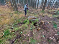 <p>
	 Lokacije pojavljanja smo zapisali, območje bomo v prihodnjih letih spremljali in morebitne nove primerke odstranili.
</p>
<p>
	 Foto: Mateja Nose Marolt
</p>