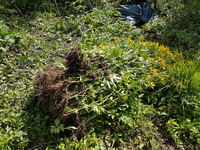 <p>
	Odstranjen cvetoč rastlinski material na mokrotnem območju naravnega rezervata Mali Rožnik.<br>
	<br>
	foto: Služba Krajinski park Tivoli, Rožnik in Šišenski hrib<br>
</p>