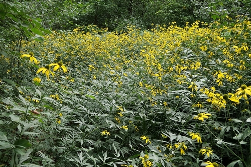 <p>
	 Deljenolistna rudbekija (<span><em>Rudbeckia laciniata</em></span>) je meter do dva metra in pol visoka zelnata trajnica, ki zlatorumeno cveti od julija do oktobra.
</p>