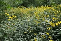 <p>
	 Deljenolistna rudbekija (<span><em>Rudbeckia laciniata</em></span>) je meter do dva metra in pol visoka zelnata trajnica, ki zlatorumeno cveti od julija do oktobra.
</p>